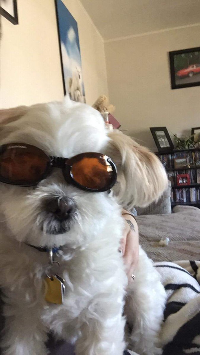 TacoSmurfz's tweet image. My doggo says Stay chillin