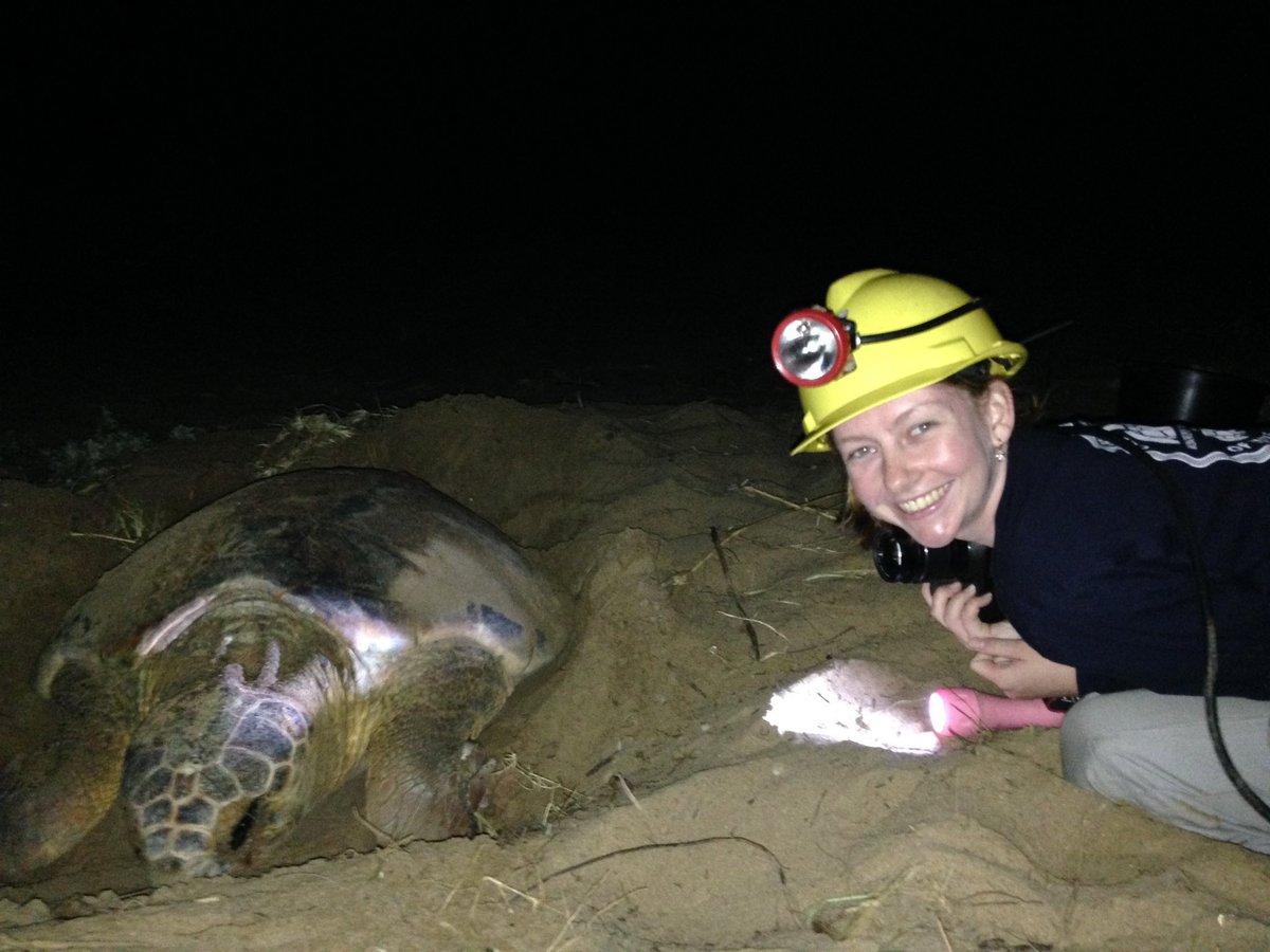 AusYCSEC's tweet photo. Get to know our 2023 #AusYCSEC Committee!
Courtney has a background in Marine Science and Ecology. Here is Courtney observing a Loggerhead Turtle nesting at Mon Repos, the largest turtle rookery on the east coast of Australia, where she collected data for sea turtle conservation https://t.co/T45jgmrmoh