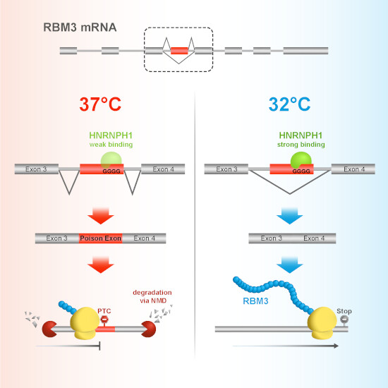 The EMBO Journal tweet media