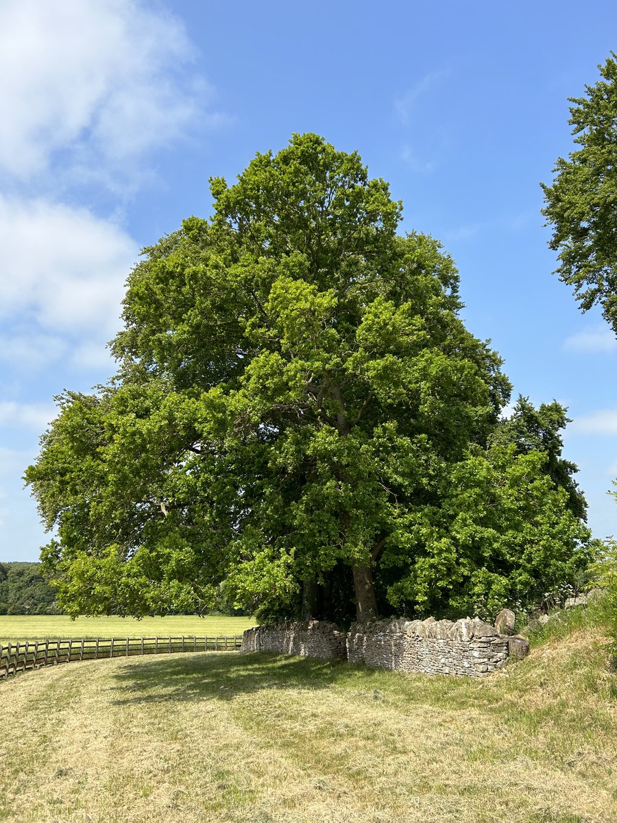 Beautiful oak tree protecting the early Neolithic, Cotswold Severn-type Windmill Tump, Rodmarton, Gloucestershire, on a glorious June day. In excavations in 1939, arrowheads and 13 skeletons were found. #ThickTrunkTuesday