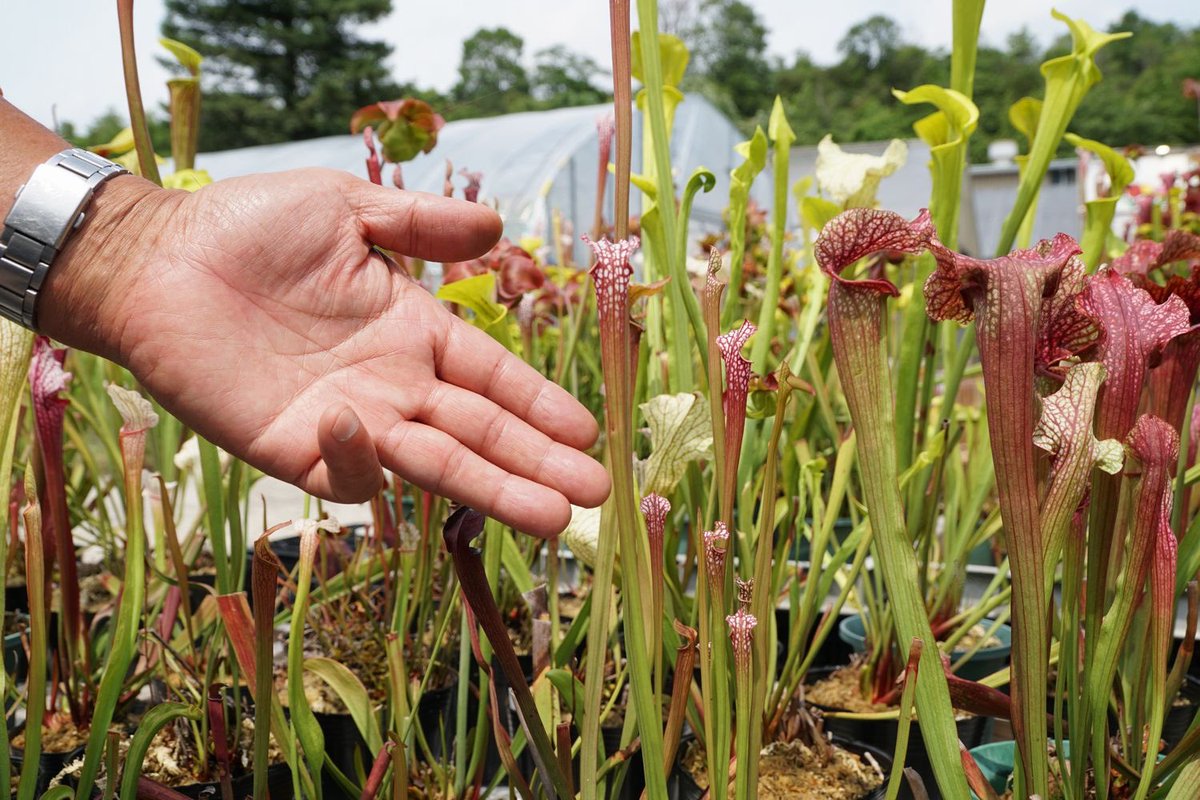 本日6/13夜8時57分から #マツコの知らない世界 「植物園の世界」に水戸