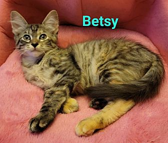 BillyTheKidden's tweet photo. Hi! I'm Betsy, a Female Domestic Longhair Cat. #DomesticLonghair #Cat #BillytheKiddenRescue https://t.co/jlVHcD9Zvw https://t.co/G1qXbZ54XW