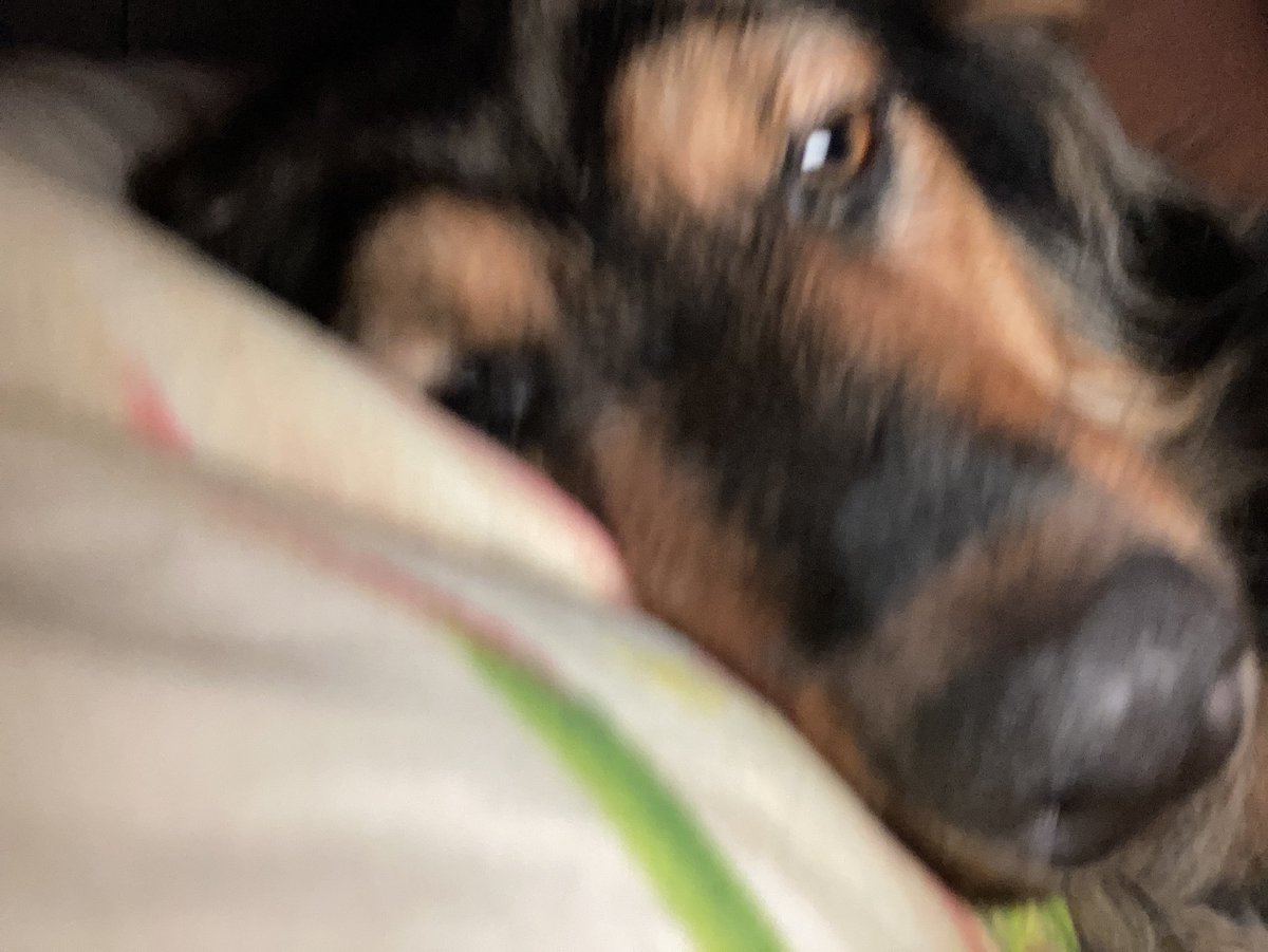 фотка моей собаки описывает все мое состояние 🥲