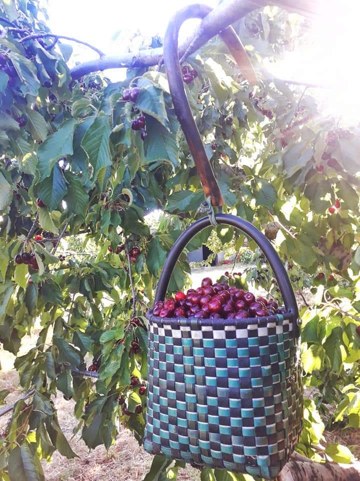 NavadelConcejo's tweet image. Estás fotos son de la cerecera de 2019, en mi finca La Casería (@MerBaronaM). Llevo dos años sin coger cerezas por cuestiones laborales y personales, pero un vallejerteño, siempre es un cerecero, haga lo que haga.
#picotas #Navaconcejo #ValledelJerte