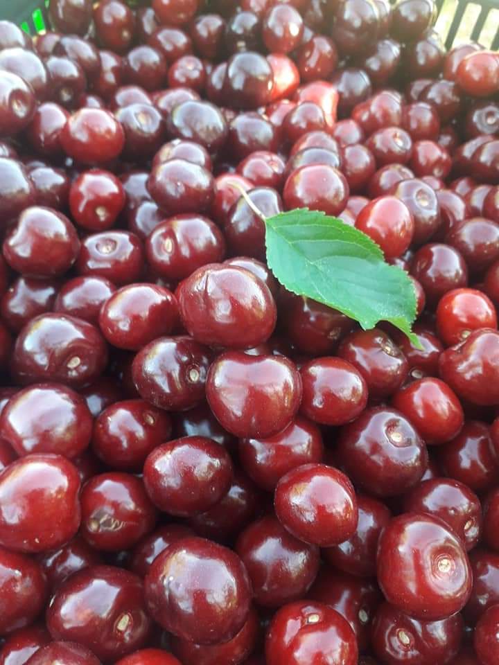 NavadelConcejo's tweet image. Estás fotos son de la cerecera de 2019, en mi finca La Casería (@MerBaronaM). Llevo dos años sin coger cerezas por cuestiones laborales y personales, pero un vallejerteño, siempre es un cerecero, haga lo que haga.
#picotas #Navaconcejo #ValledelJerte