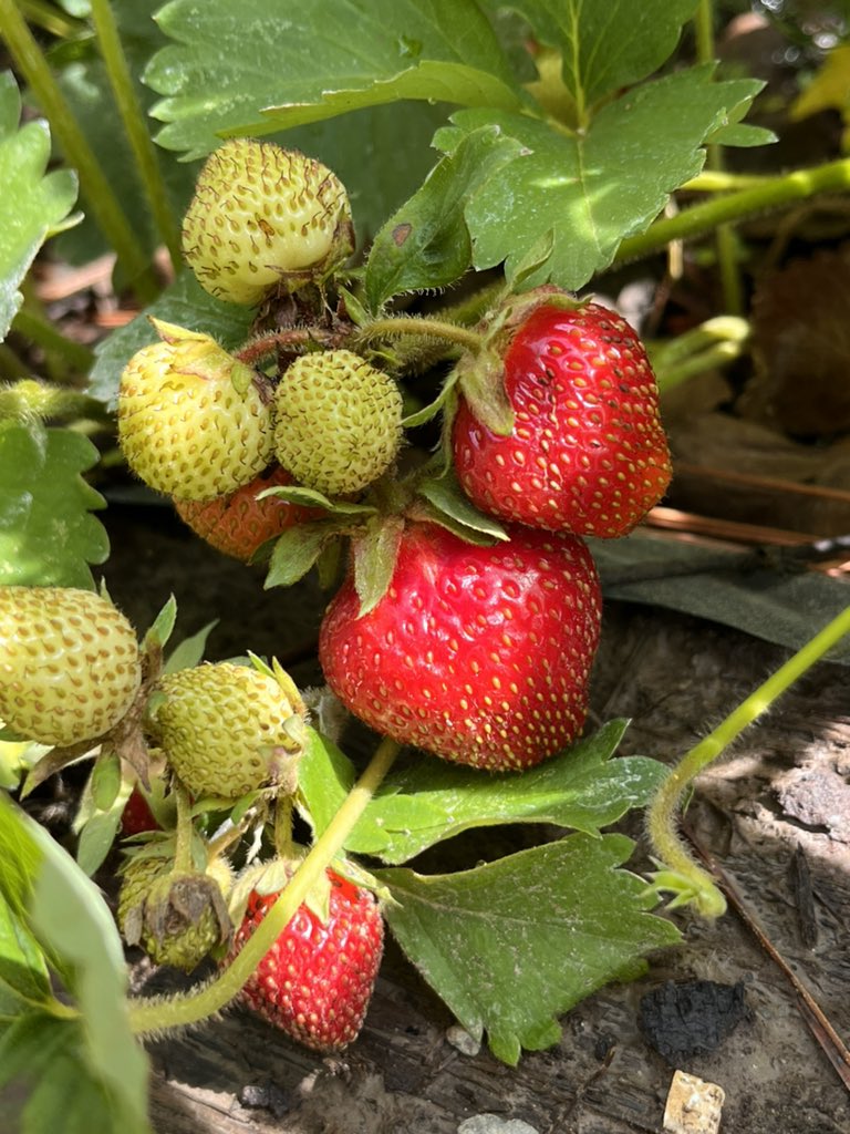 tch567's tweet photo. water 💦 Garden while u make strawberry pancakes w fresh picked strawberries from R garden? ✨Sure❣️😀 #Garden2Table right @BucheckerMario @wellyfriends ⁉️pancake or “Strawberry” Full Moon we just had signaling ripening of wild strawberries #Chumash 🍓 ThankU #Bees4Pollinating 🐝 https://t.co/GloJ3CsR8Z