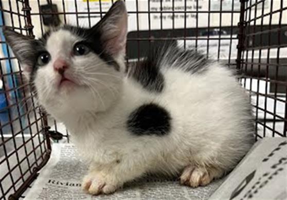 CutePetsAustin's tweet photo. Hey there! <b>Description:</b> I am a white and black, unaltered female, who… https://t.co/5bvX5tvrL0 https://t.co/34s41OGKEE