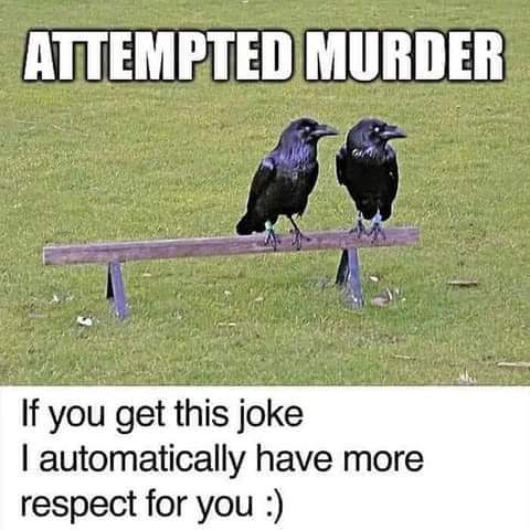 wit_rianne's tweet photo. Aangezien het raven zijn denk ik eerder aan een 'attempted conspiracy' maar hij blijft leuk 😉 https://t.co/bGlHrGONF5