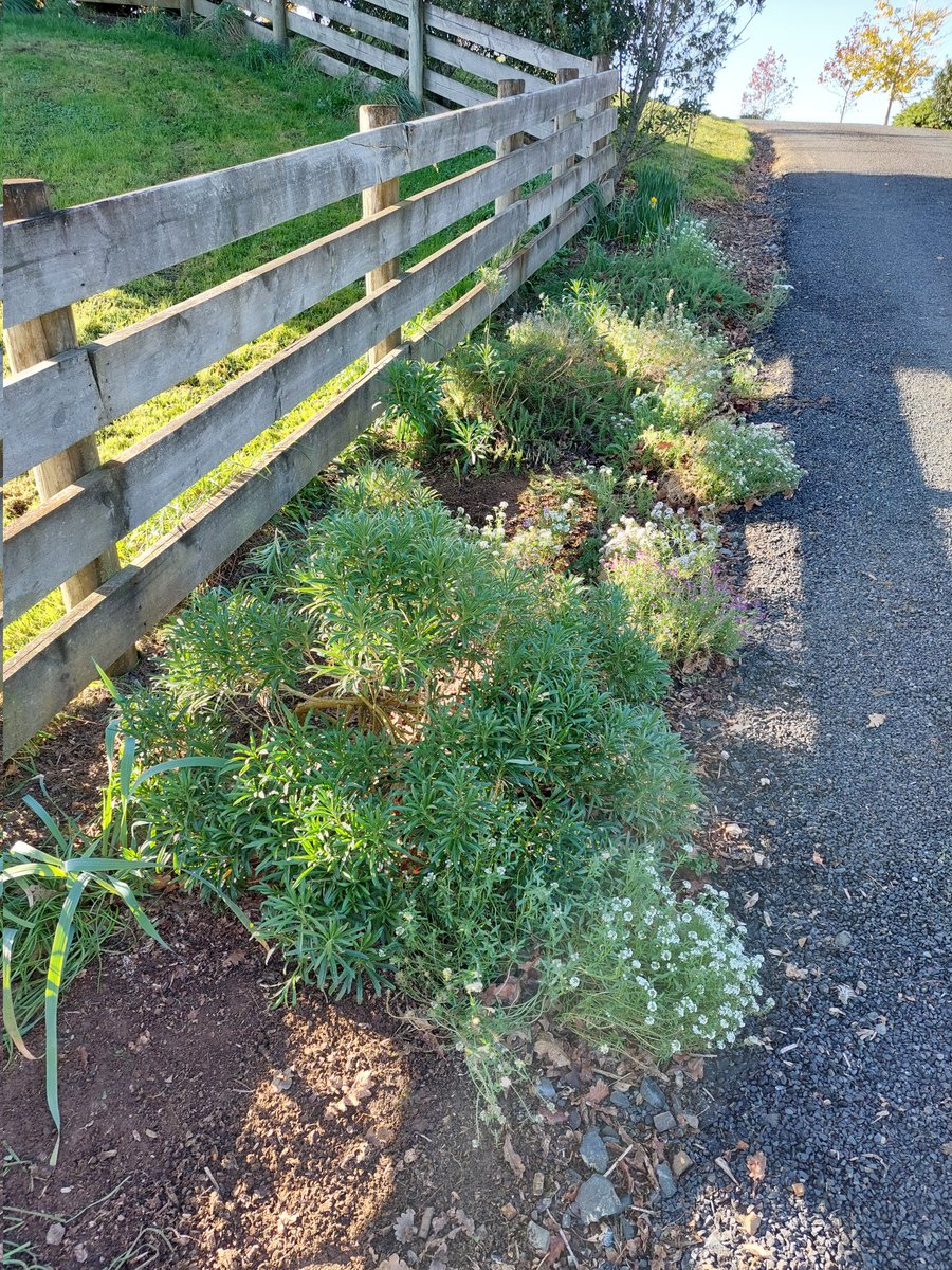 GabyLynch9's tweet photo. Took an afternoon stroll with Gus. I've started weeding down the drive, a bit at a time. Stopped to say hello to the neighbour's speckleds, just chillin' in the sun🤣 #NotQuiteWinter #RuralLife #GlenMurray 💙💛🤍 https://t.co/kAglg2nZJl