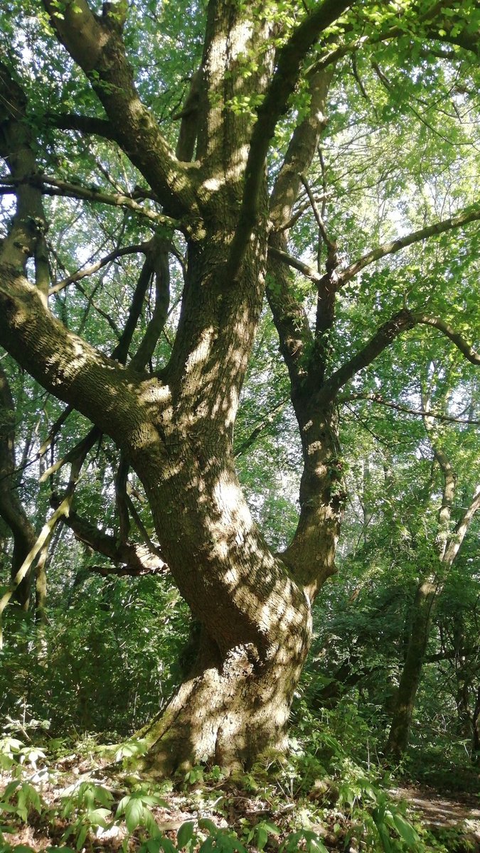 dalaruan's tweet photo. Difficult appointment with humans today. Seeking comfort at my old friend's place.
#treefriend
#ActuallyAutistic https://t.co/W0q5GpjtOr