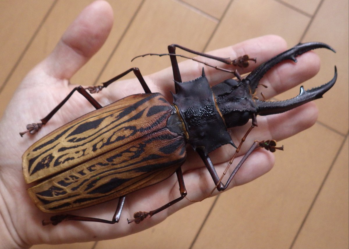 南米の巨大昆虫、オオキバウスバカミキリ。牙を含めた長さならあのタイタンオオウスバカミキリすらも凌ぎます‼️
今回、運良く手に入ったのは160mm超えの巨大個体😳
でっけぇ〜…

乾燥したらバーに飾るのでお楽しみに‼️

#昆虫館バー　#標本　#Cerambycidae