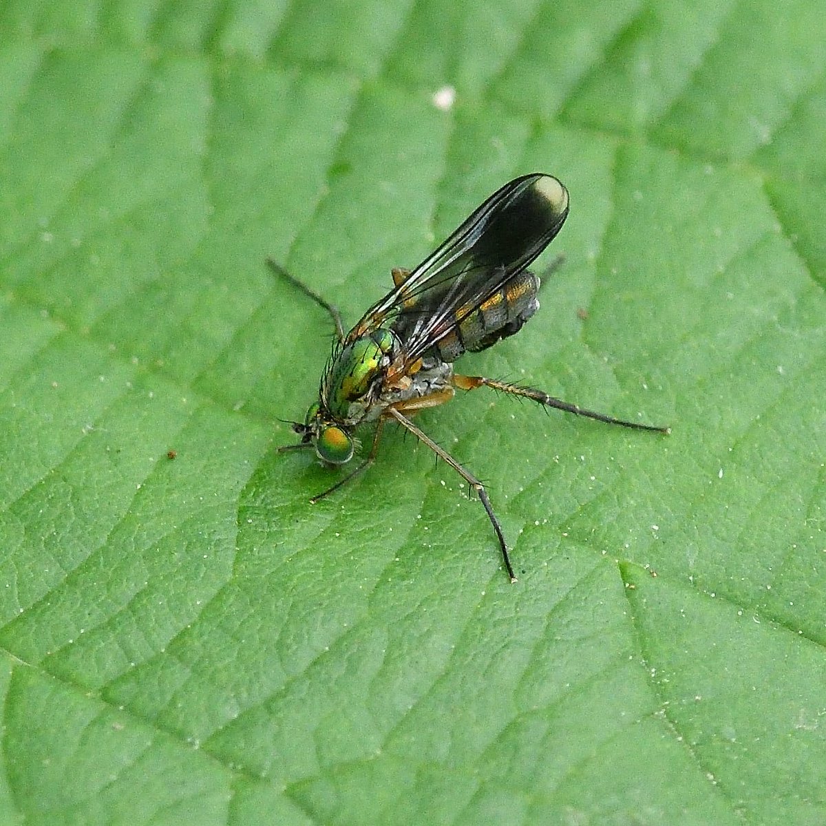 entomologyart on Twitter "RT TimWorfolk Around Topsham BGM