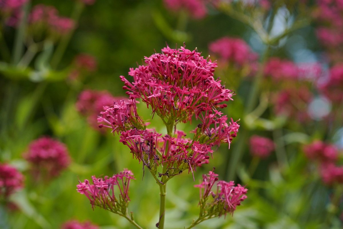 Einen schönen guten Morgen liebe Leute, ich wünsche euch einen angenehmen Tag und möglichst wenig Stress. 
Heute ein Bild aus dem Garten in dem ich den letzten Donnerstag verbringen durfte 🥰