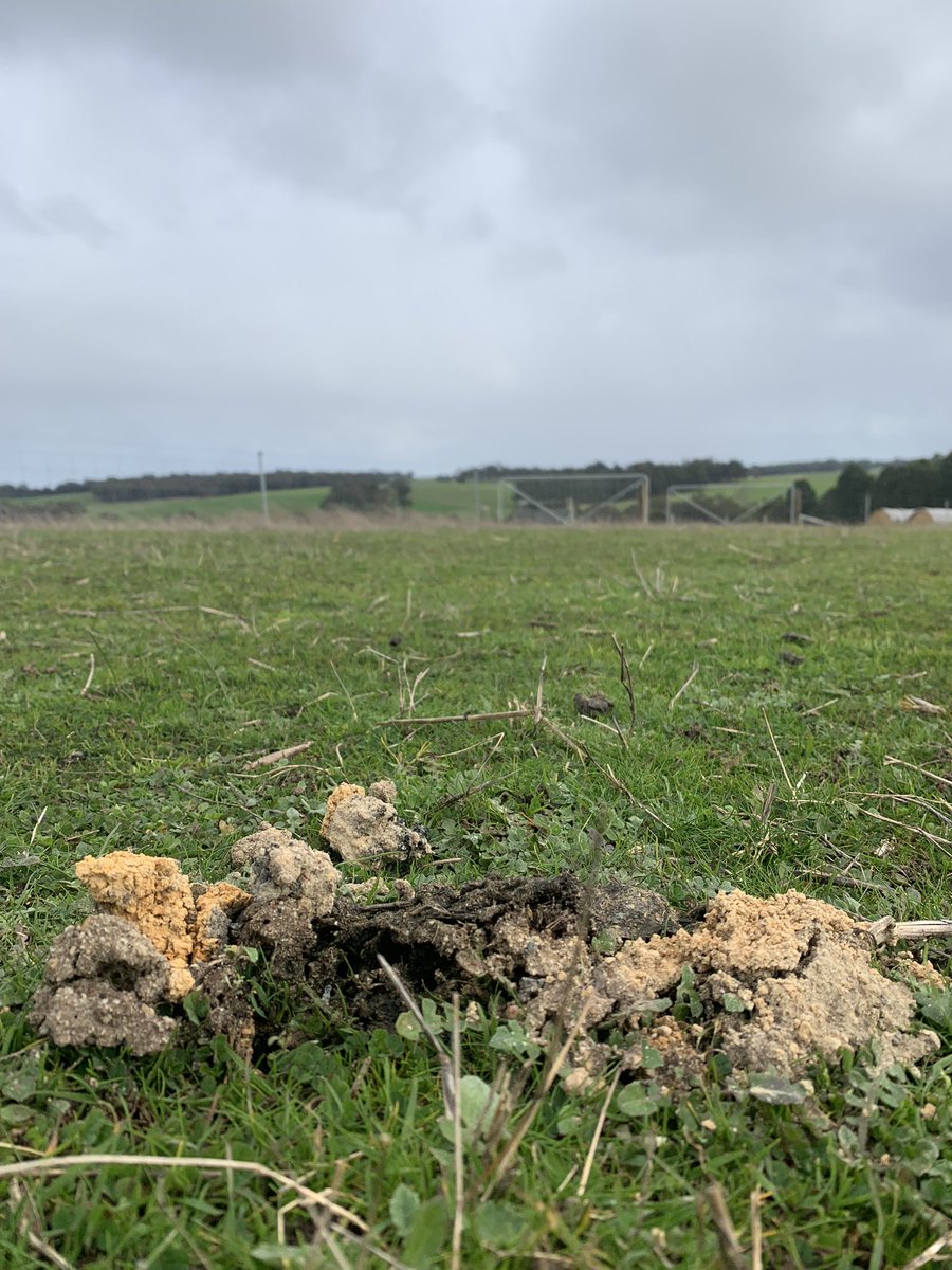 GregSounness's tweet image. Panoramic Views for this Bubas Bison hope his got his fire going today a bit fresh 
🥶 🌧️ 💨 🪲 💩