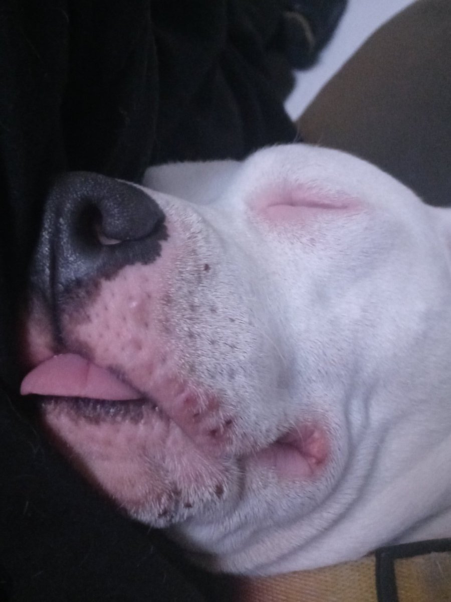 PopPuffle's tweet photo. @contextdogs Snoozin https://t.co/D6ddZOz11Y
