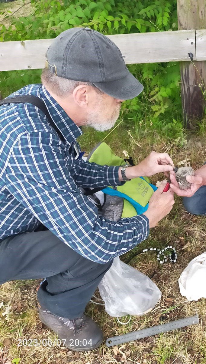 Onze Uilenringer Jan Wouters gisteren omgekomen bij een noodlottig ongeval in Lage Mierde. @Kerkuilen @Steenuilen @Torenvalken @Brab_Landschap