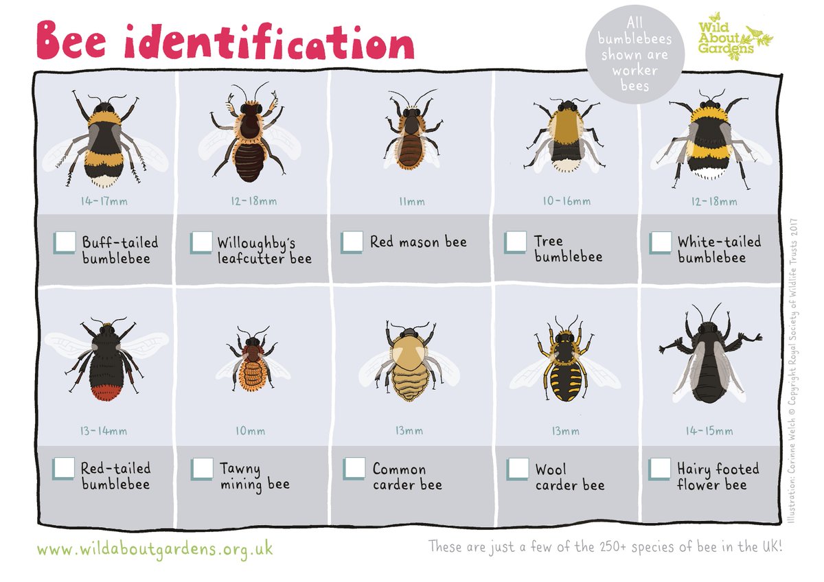 There are over 270 species of bee in the UK, can you identify them all? Identify a bee for day 13 of #30DaysWild! 🐝 wildlifetrusts.org/blog/ryan-clar…