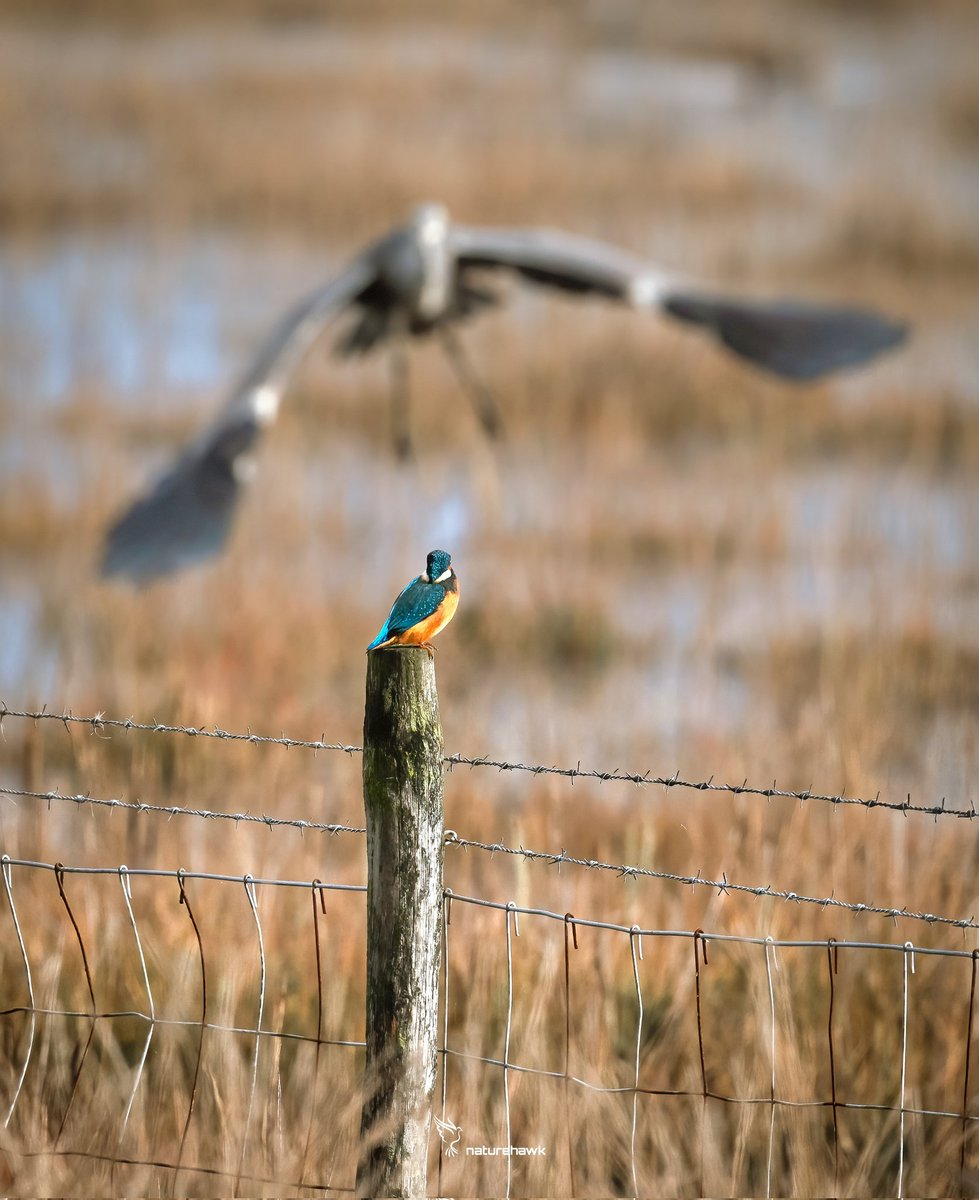 Little n Large...

#kingfisher #Heron #greyheron #BirdsOfTwitter #naturetwitter @NikonEurope @UKNikon @harbourbirds @DorsetBirdClub @DorsetWildlife
