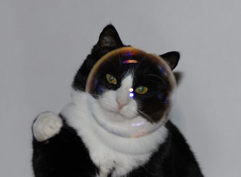 Catwheezie's Stash (@realcattohours) on Twitter photo 