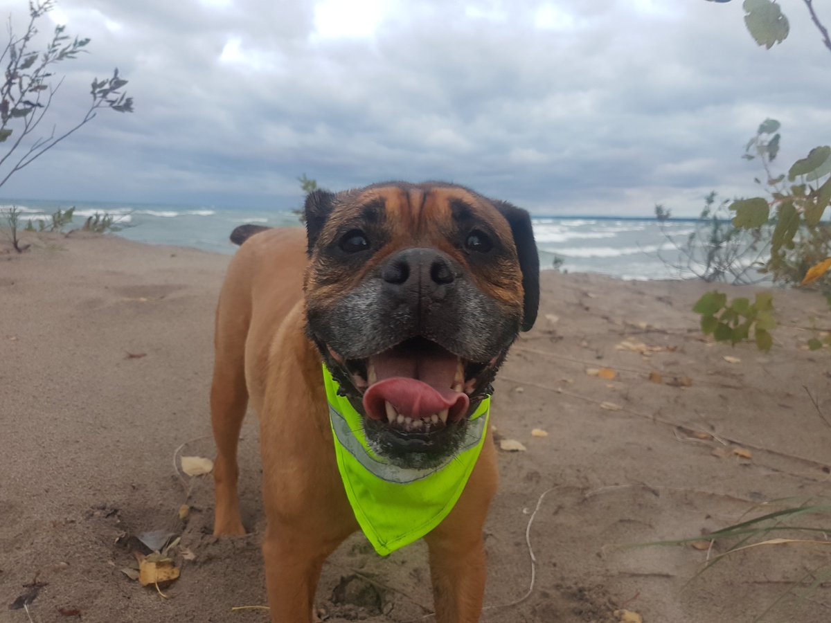 We found this old picture of Miss J on this beach for this week's #tongueoutTuesday !
👅🐾❤🐕🐶😛
#wasagabeach #TOT #oldenglishbulldogs #seniordog #walkinthedoginwhitby #walkinthedog