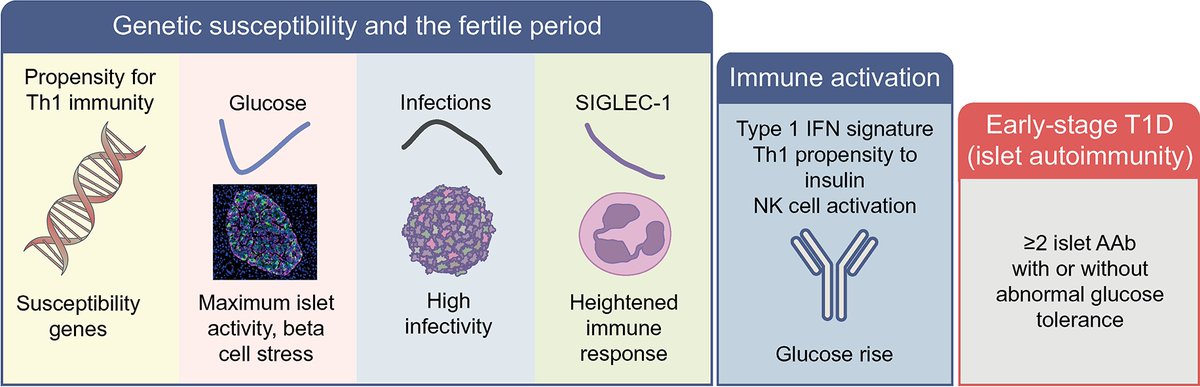 The countdown to type 1 diabetes: when, how and why does the clock start? #Autoimmunity #IsletAutoantibodies #Type1Diabetes tinyurl.com/2nun74j6 🔓 #TopTweetTuesday