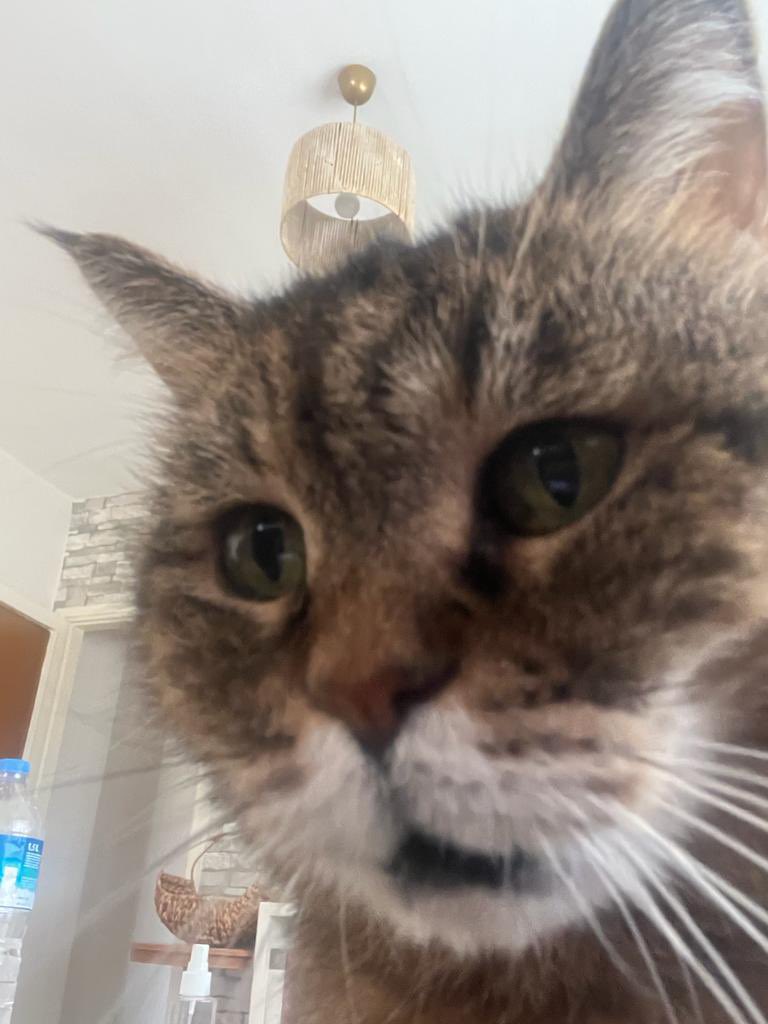 telefumda oyum var mı