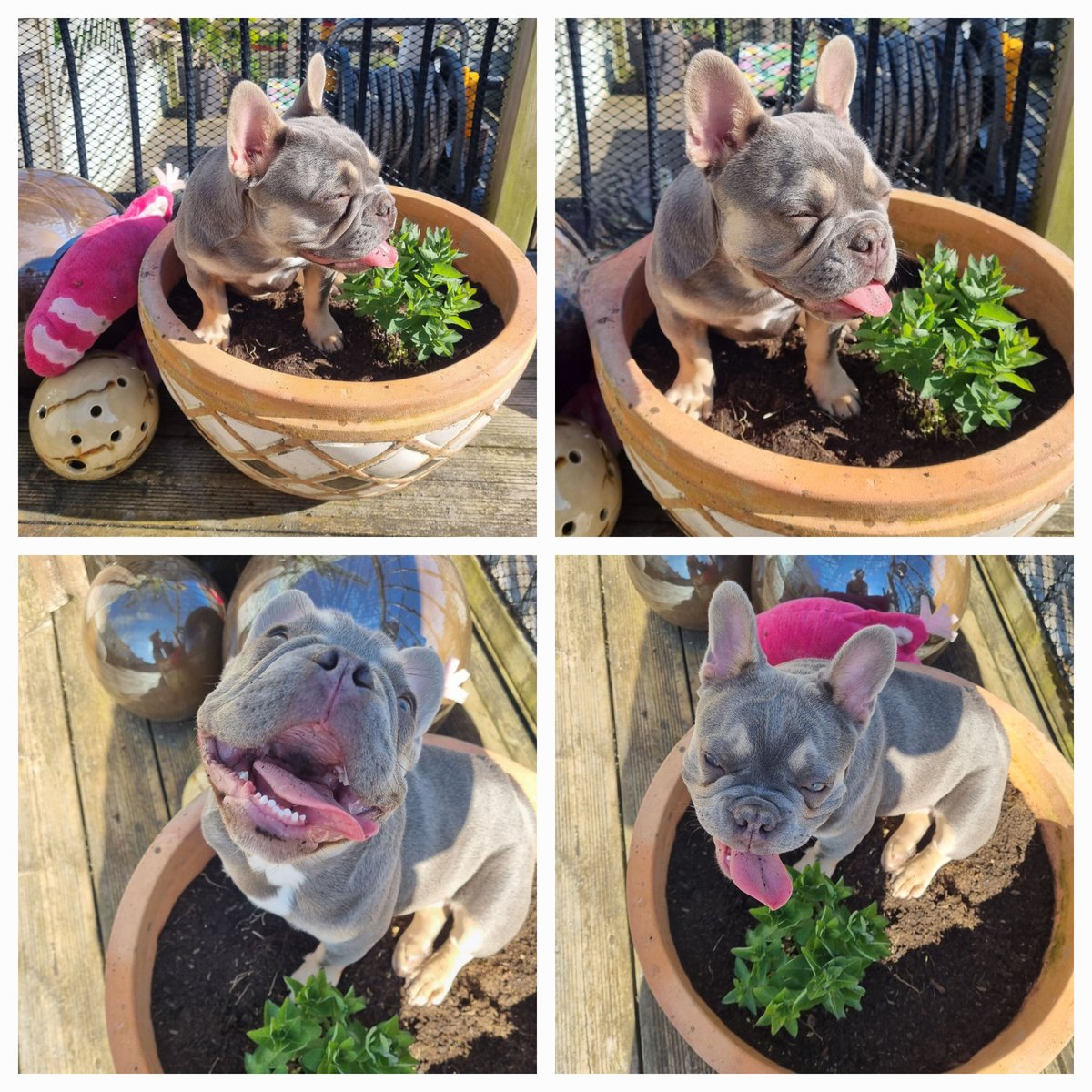 HelenEvs_74's tweet photo. Winnie in her favourite cool spot🌼 @PetsatHome #VIPSummer https://t.co/DObdoNv8Zb