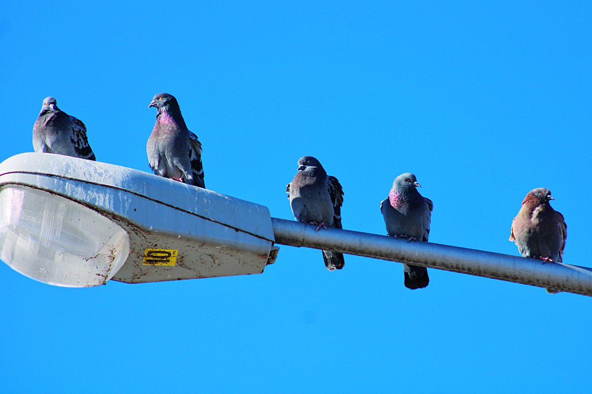 Klippy27's tweet image. Pigeon perch. Taken January, 2021.

#GuruShots 
#pigeons 
#lightpost 
#bluesky 
#photography 
#outdoorphotography 
#birdphotography 
#KlipPics 
#picoftheday