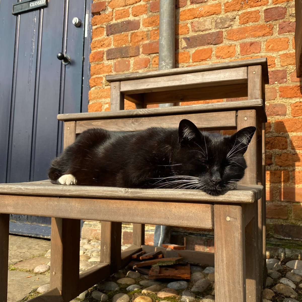 Ham's fabulous feline, Lord Roscoe, has been so busy this week making new friends that a cat nap in the sun is the perfect antidote☀😝 We are now back open post-filming & can't wait to welcome visitors this weekend! #felinefabulous #garden #summer #VisitRichmond @southeastnt