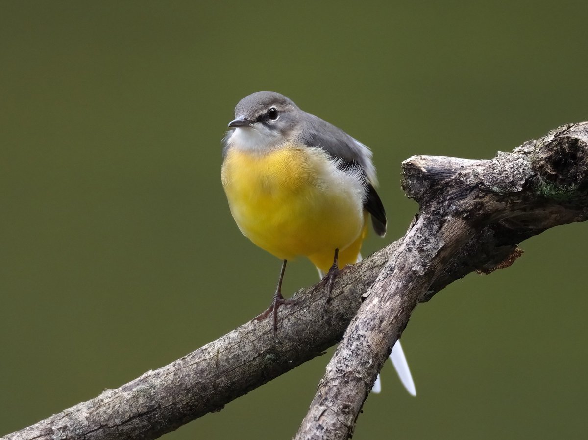 baskadia's tweet image. Grey wagtail
- 5Ax MAさんの作品

#創作 #アート