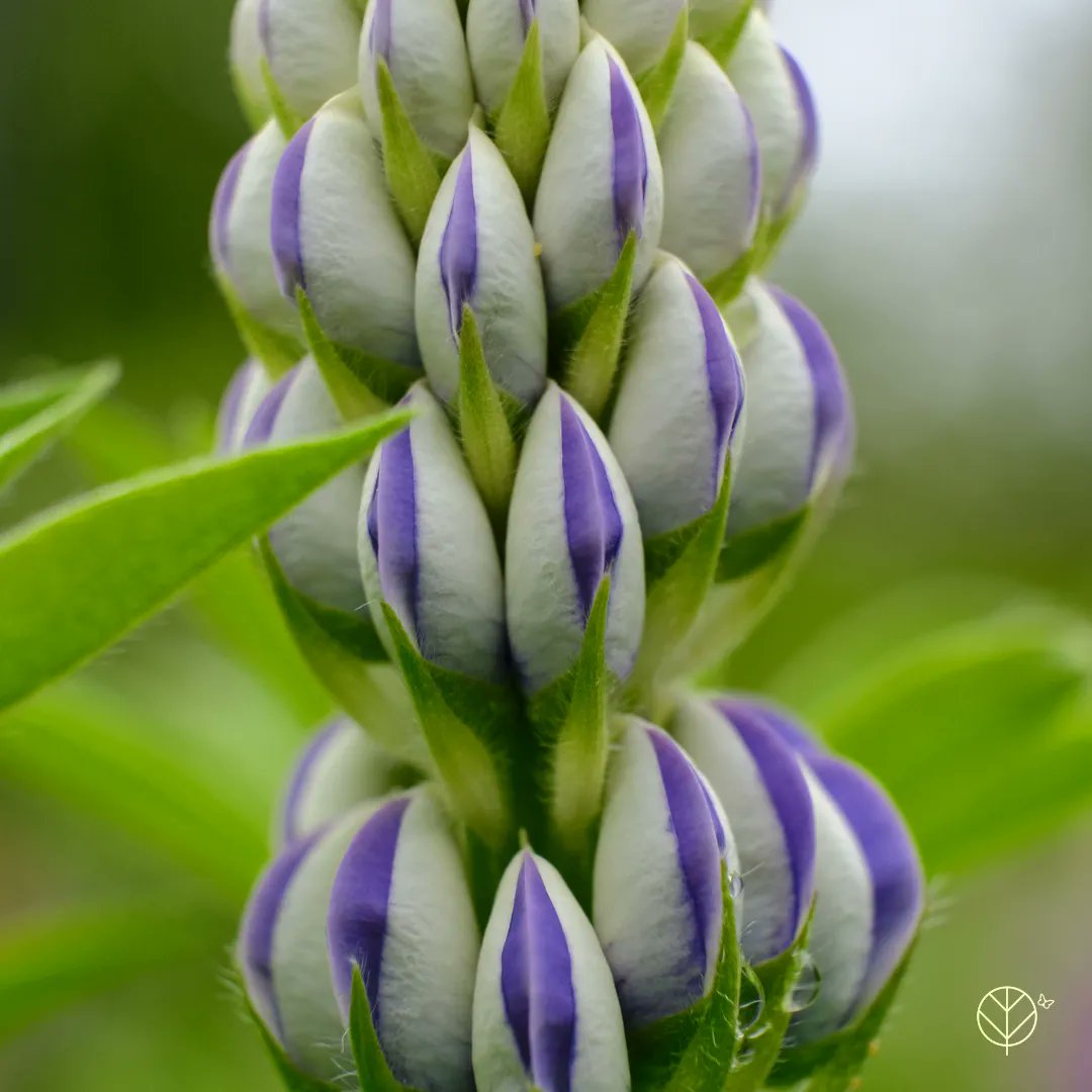 Anticipation.
#ThePhotoHour #Macro #Flowers