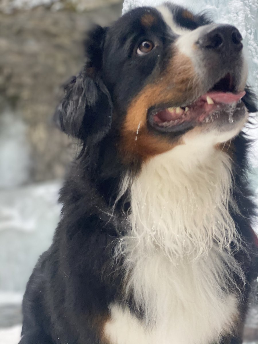 bunsenbernerbmd's tweet photo. BREAKING NEWS
​
​WE CHECKED AND DOGS ARE STILL GOOD https://t.co/dM0td4z7di