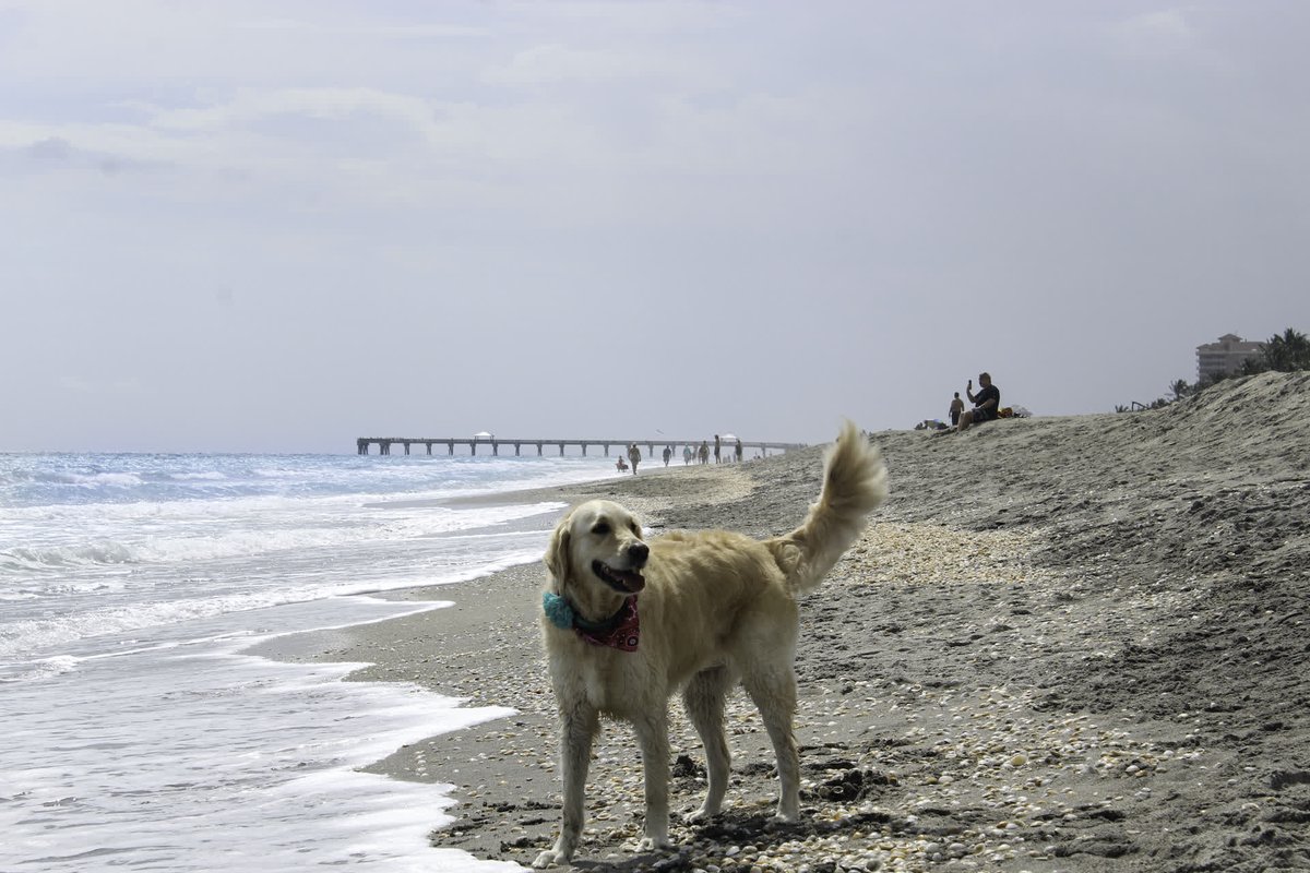 JupiterDogBeach's tweet photo. Want to support our mission?

💸 Donate to our cause by visiting https://t.co/QLIJzoE6Bt
♻ Join our next beach cleanup
💜 Sponsor a dog bag box or a clean-up

#FJB #FriendsofJupiterBeach #Beachcleanup #environmentallyfriendly #dogbeach #dogfriendly https://t.co/0BwPl04fiT