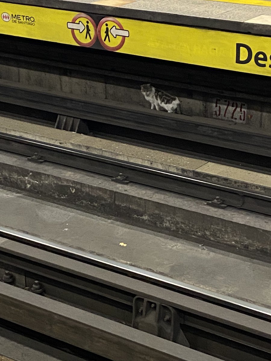 Hay un gato en metro #irarrazaval de la #Línea5 . El guardia dice que está desde el Sábado ahi, pero aún no lo sacan @metrodesantiago @MTTChile #metrodesantiago #metrochile SAQUENLO PORFAVOR!!!!!