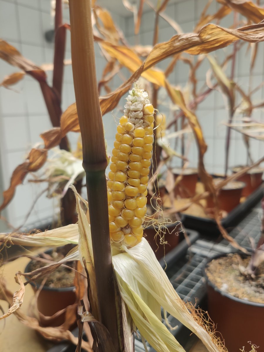 Kleine-Vehn Lab (@kleinevehnlab) on Twitter photo Just amaizing - seed to seed in 2 month!
Have a look at this - <a href="/RenChengzhi/">Chengzhi Ren</a> just showed me his fast flowering mini maize in one of our chambers :) Just amaizing - seed to seed in 2 month!
Have a look at this - <a href="/RenChengzhi/">Chengzhi Ren</a> just showed me his fast flowering mini maize in one of our chambers :)