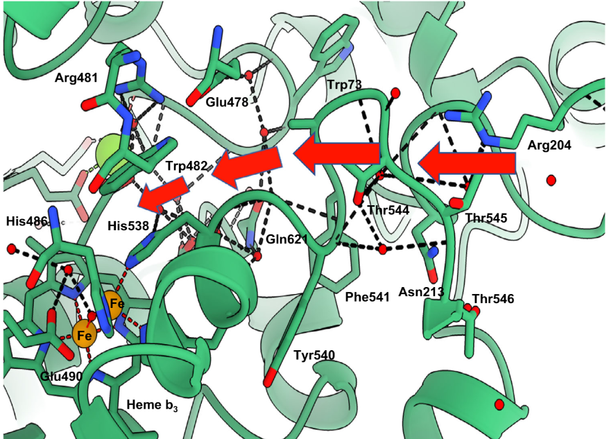 LivUniISMIB's tweet photo. New in @NatureComms - we've used cryo electron microscopy to gain insight into qNOR, an essential enzyme in the denitrification pathway.
Read more here: https://t.co/5sixf4jT1m
#biophysics
#cryoEM
#hostimmuneresponse
#pathogen
#environment
#greenhousegas https://t.co/Z4huWCtrR7