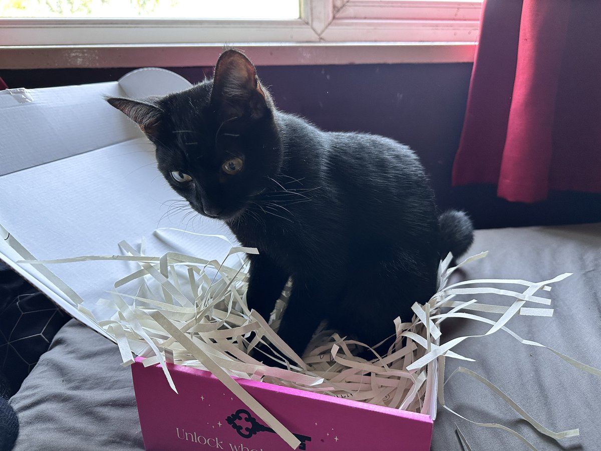 darkangelraine's tweet image. Well Luna doesn’t seem to understand unboxing videos or have the patience to wait for me to finish. 

She’s enjoying all the contents of my #lockedlibrary box aside from the book which I safely rescued! 😂