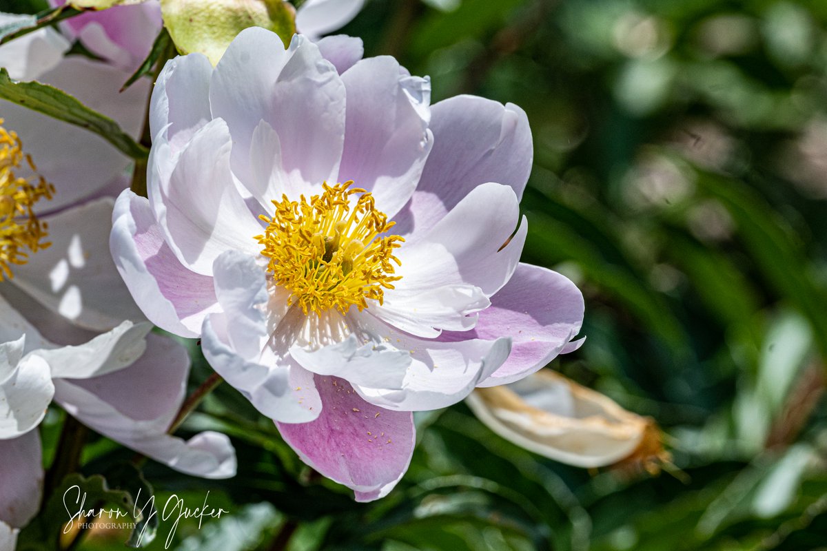 Happy Tuesday
#peony #flower #flowerphotography #flowers #beautyinnature #botany #botanyphotography #picoftheday #Nikon #nikonphotography #nikoncreators #ThePhotoHour #macrophotography #macroflower #nature #naturephotography #closeupshot #TwitterNatureCommunity #TwitterFlowers