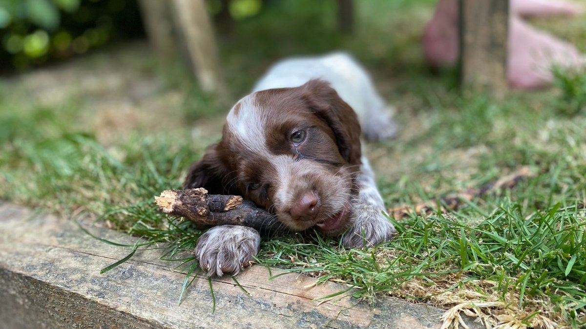 Welcome to the office dog team, Ripley!!😍😍😍😍
#dogsoftwitter #puppy #officedog #spaniel