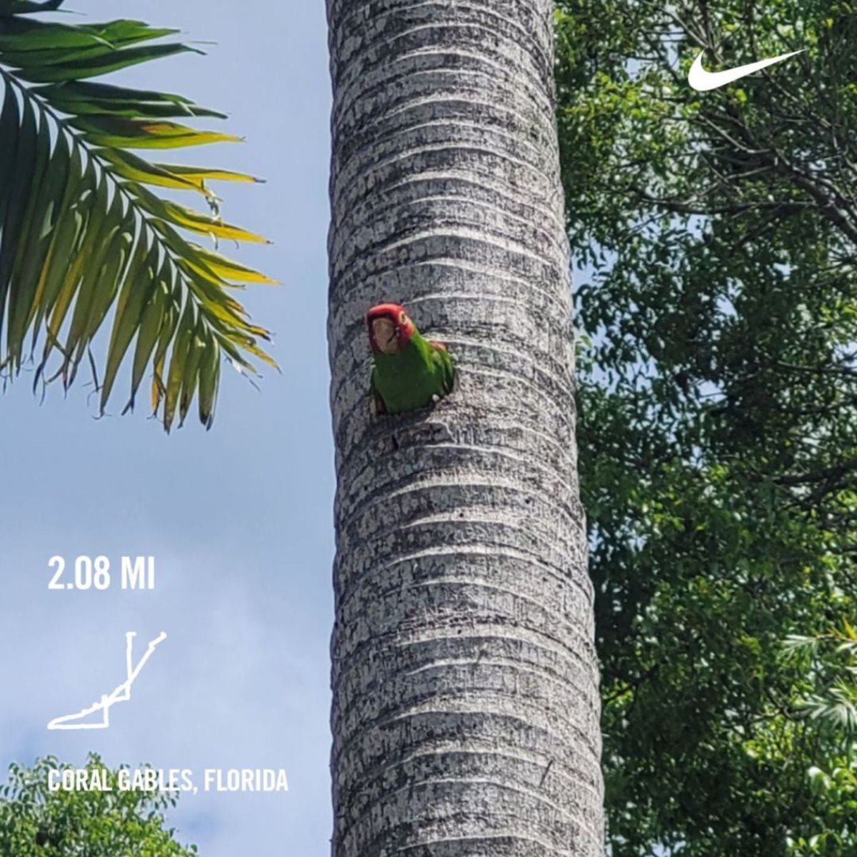 AliK_AliG's tweet photo. Ran 2.08 mi with Nike⁠ Run Club and the "Run with Dr. Carlos Part. 2" guided run. https://t.co/BMArNBhDsz