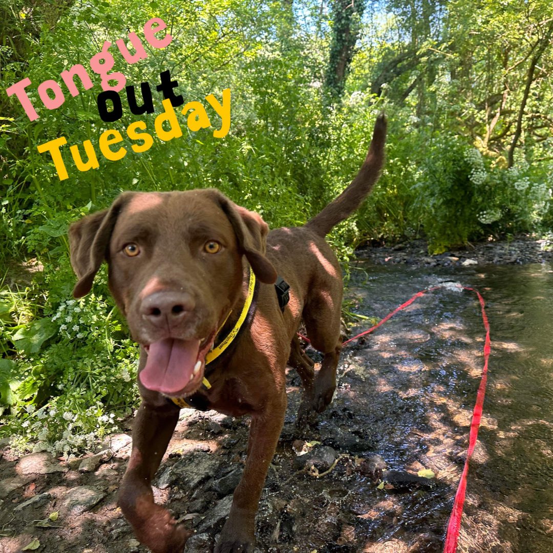 It’s BUZZ keeping cool in the stream, enjoying this #WarmWeather safely with a #TongueOutTuesday 😝 @DogsTrust #Ilfracombe 🐶💛🐶 

Buzz is looking for a home. dogstrust.org.uk/rehoming/dogs/… 🏡 #AdoptMe #RescueDogs #ADogIsForLife #AdoptFosterRescue