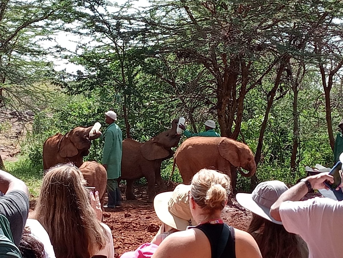 KichakaTours's tweet photo. Upclose with elephants at the orphanage is an exciting experience.
With @KichakaTours

#elephant #kichakatours #elephantorphanage #SAFARI #tembeakenya #magicakenya #LetsGo #davidsheldrick #elephantlovers # https://t.co/a1yEadpNmv