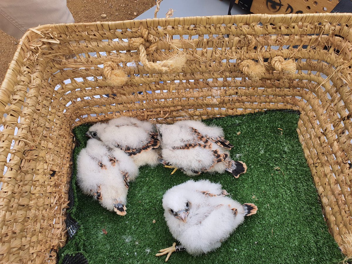 Radio Comarca de Barros - Almendralejo tweet media