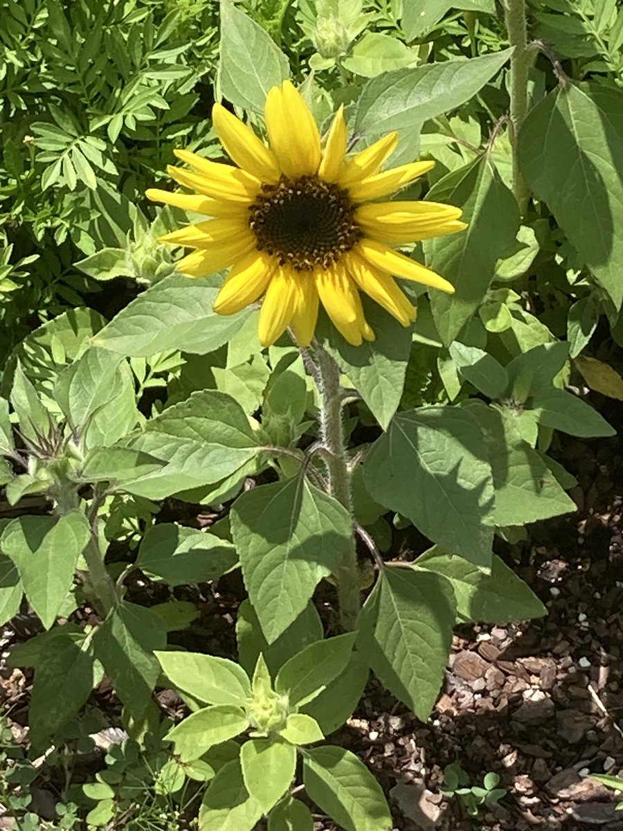 Self-care moment: Stopped to enjoy the beautiful flowers in the garden on campus yesterday! Thankful for the faculty and students who ensure our garden is maintained. #summerschool #bestofcms