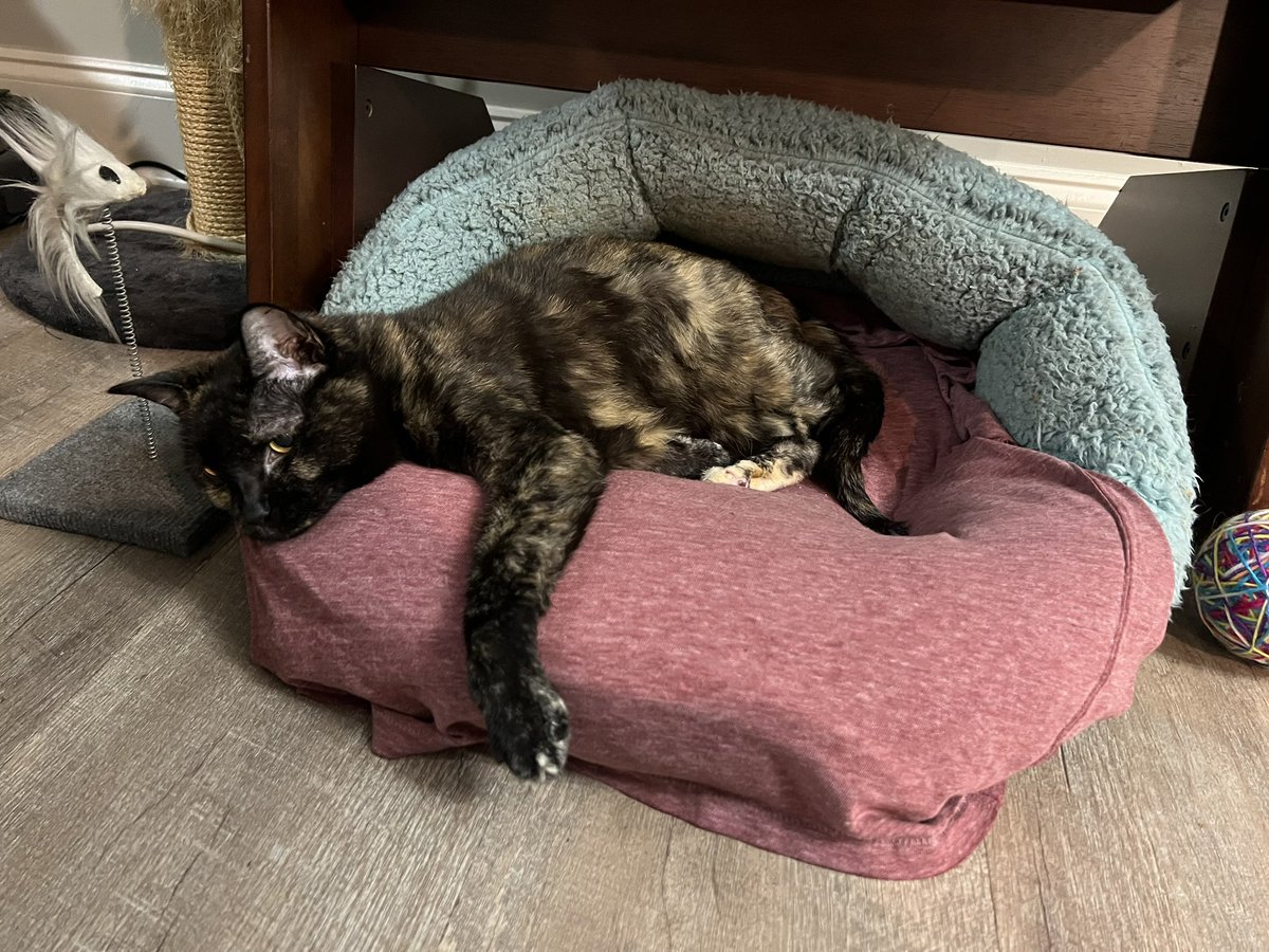 JnthnHdrck's tweet photo. Tessa’s ability to chill knows no bounds. 
😸
#TessaTuesday #PetsForPatriots
#CatsOfTwitter #CatsOnTwitter https://t.co/XKbDmpoxkF