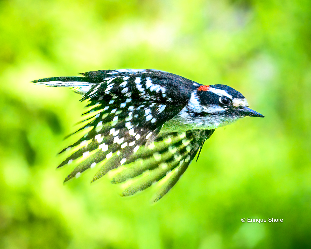 Downy woodpecker (Dryobates pubescens) adult male. Small, fast, determined, beautiful! Photo © Enrique Shore
#bird #birds #woodpecker #nature #naturephotography #birdphotography #beauty #naturelovers #wildlifephotography #wildlife #photography #birding #birdsinflight #fast