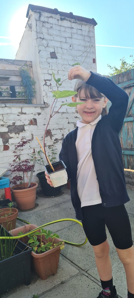 Debbiepotter25's tweet photo. @MsSteeleWB @fletcher_fs 
@wild_bank 
Amelias jelly-bean plant has grown lots over the last 2 weeks! We're going to repot in a bigger pot and get some bigger bamboo too ! X https://t.co/uQwUwoV8IF
