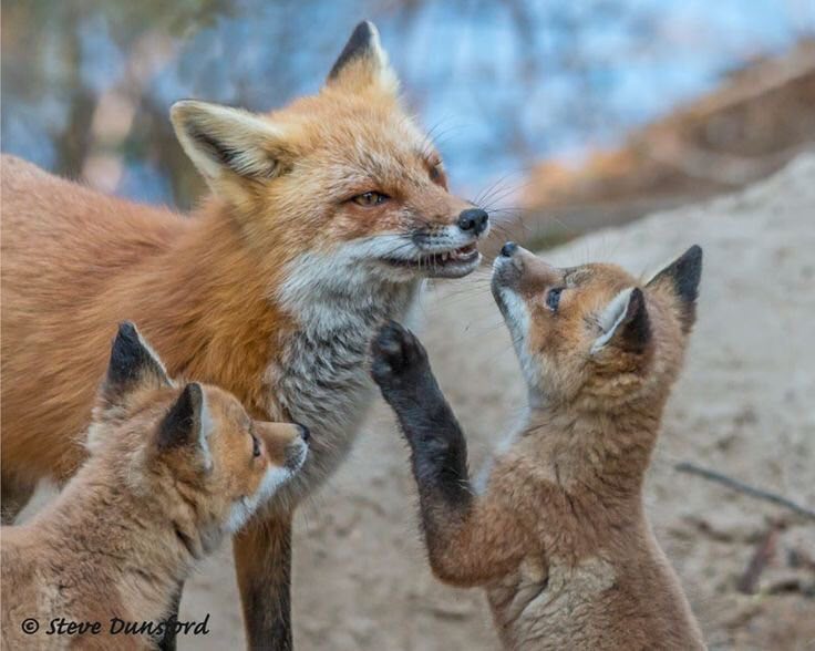 [🔗](api.tinyfox.dev/hourly/HourlyF…)