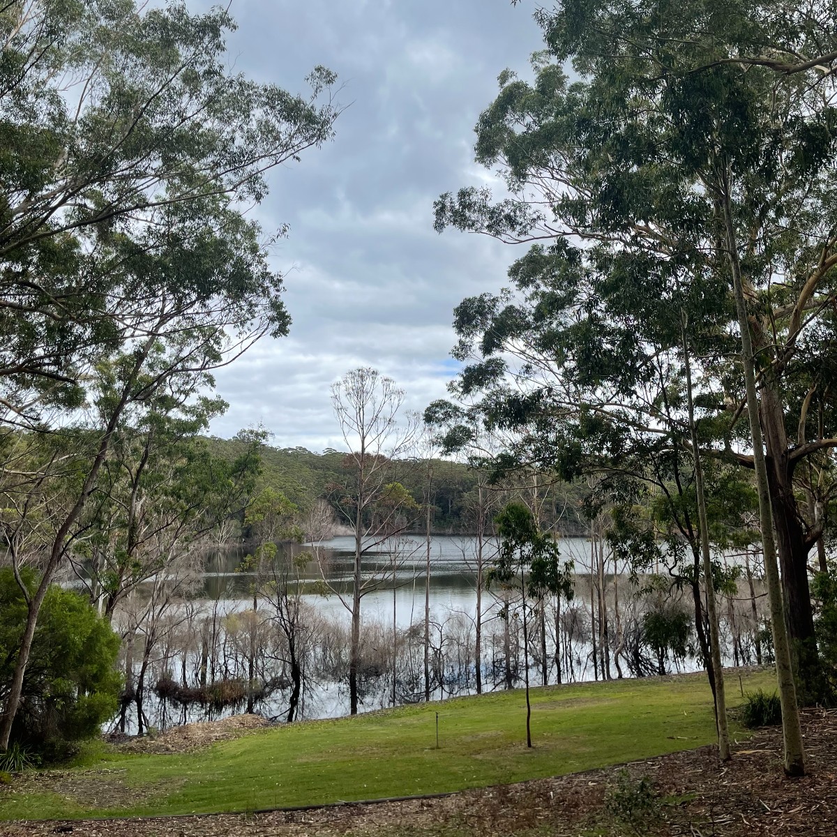 If you're visiting the Booderee Botanic Gardens, don’t miss the trail around Lake McKenzie, a natural freshwater wetland. The lake is a haven for wildlife including the Eastern Longnecked Turtle 🐢 and seasonal birdlife. 📸 Jack Braddock - Parks Australia