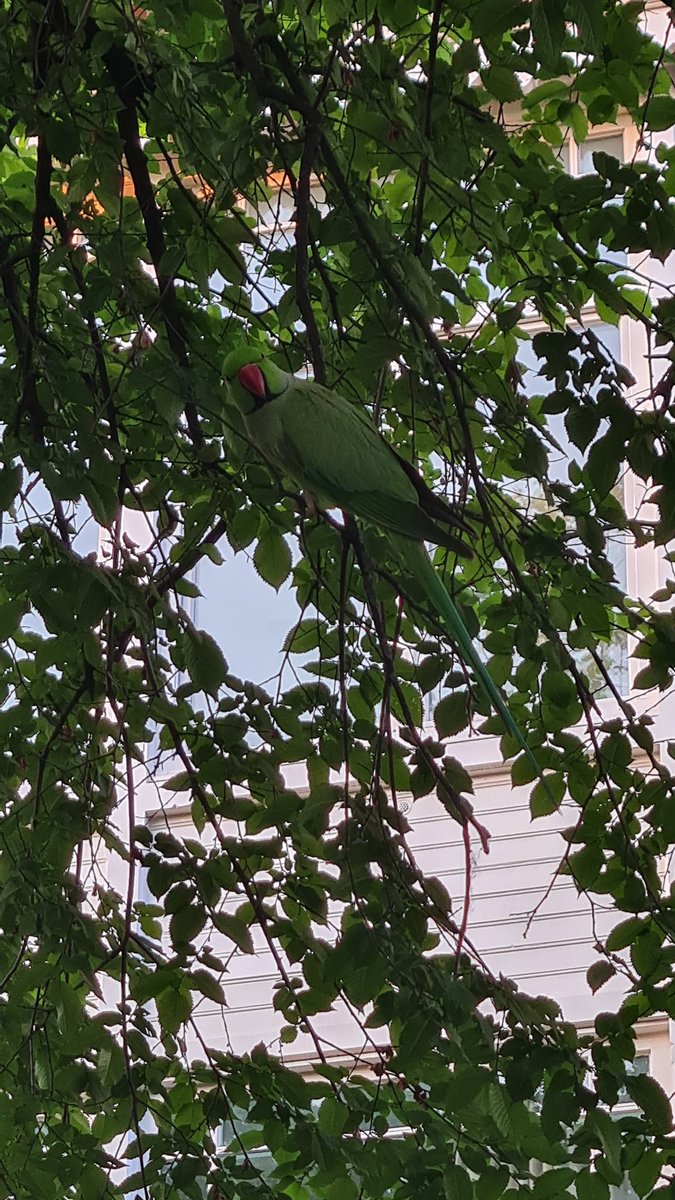These rose-ringed parakeets roam freely in Amsterdam nowadays